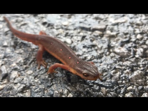 What’s the DIFFERENCE between a newt and a salamander