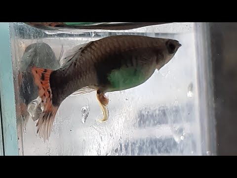 Pregnant Guppy?? Let Your Guppy Give Birth step by step guide 90% works all the time.
