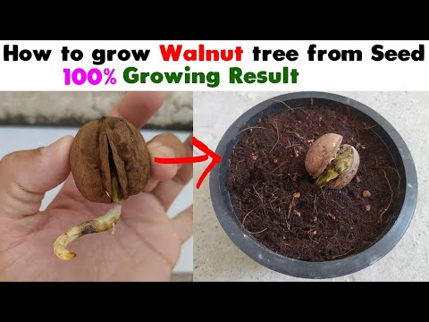 How to Grow Walnut Tree from Seed at home Easy Process DIY