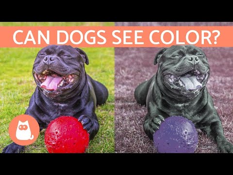 Can Dogs See Color? - How a Dog's VISION Works