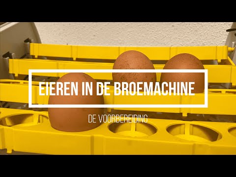 Eieren In Broedmachine: Leg Ze Met De Punt Naar Beneden!